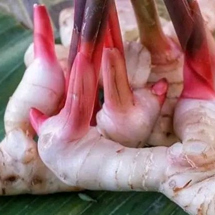 

Umbi lengkuas segar 100gram laja gowah / jahe alas hutan