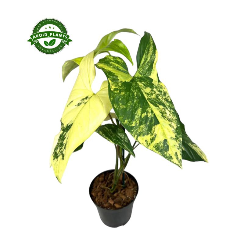 Tanaman Hias Syngonium Aurea Yellow Variegata - Syngonium Aurea Variegata Yellow