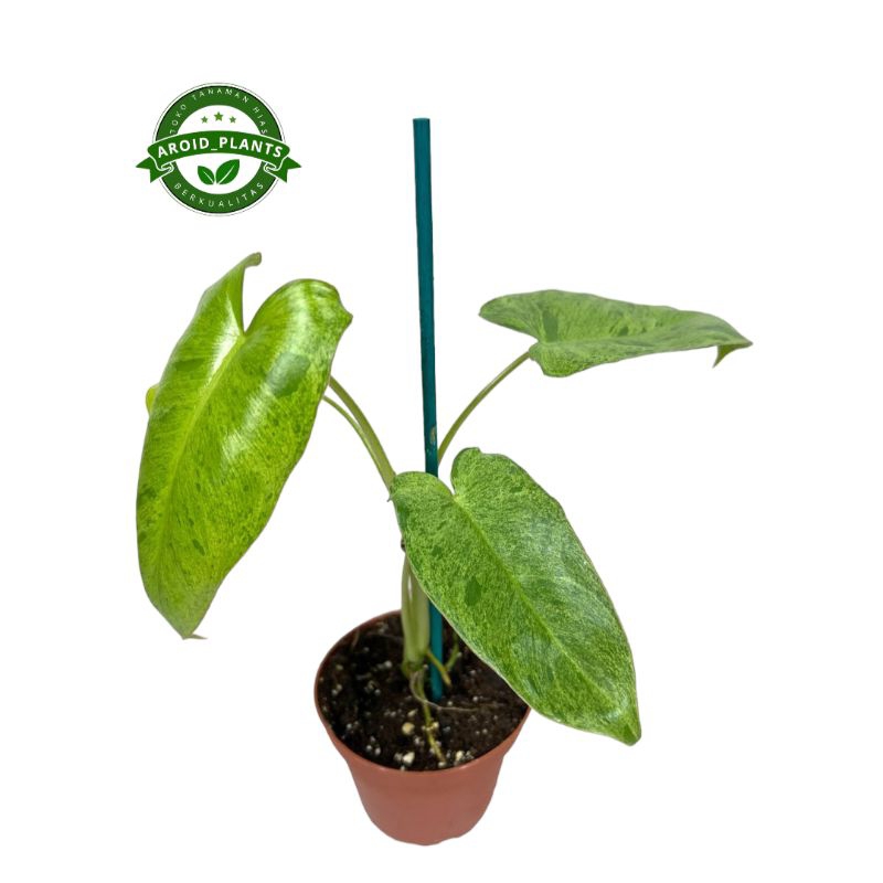 Tanaman Hias Philodendron Paraiso Verde - Philodendron Paraiso Verde