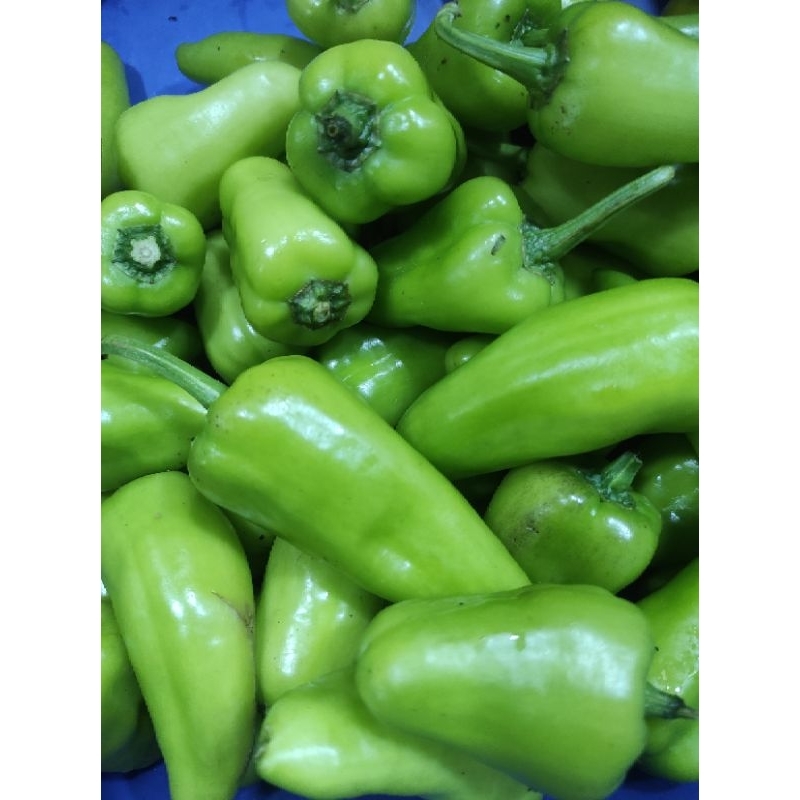 

CABE GARING KALIMANTAN 1ONS / JAMIN SEGAR