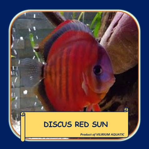 IKAN HIAS AIR TAWAR - DISCUS RED SUN