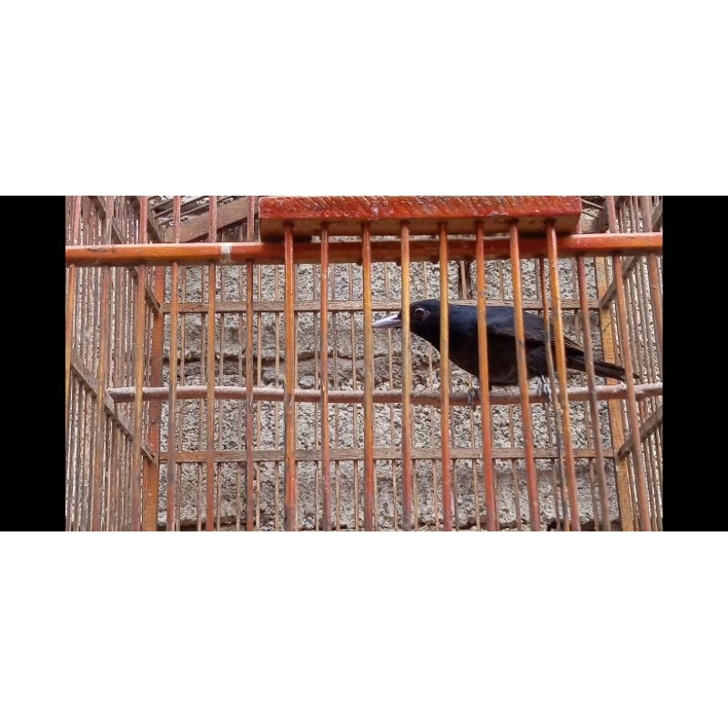 Burung-kepodang-hitam-rawatan