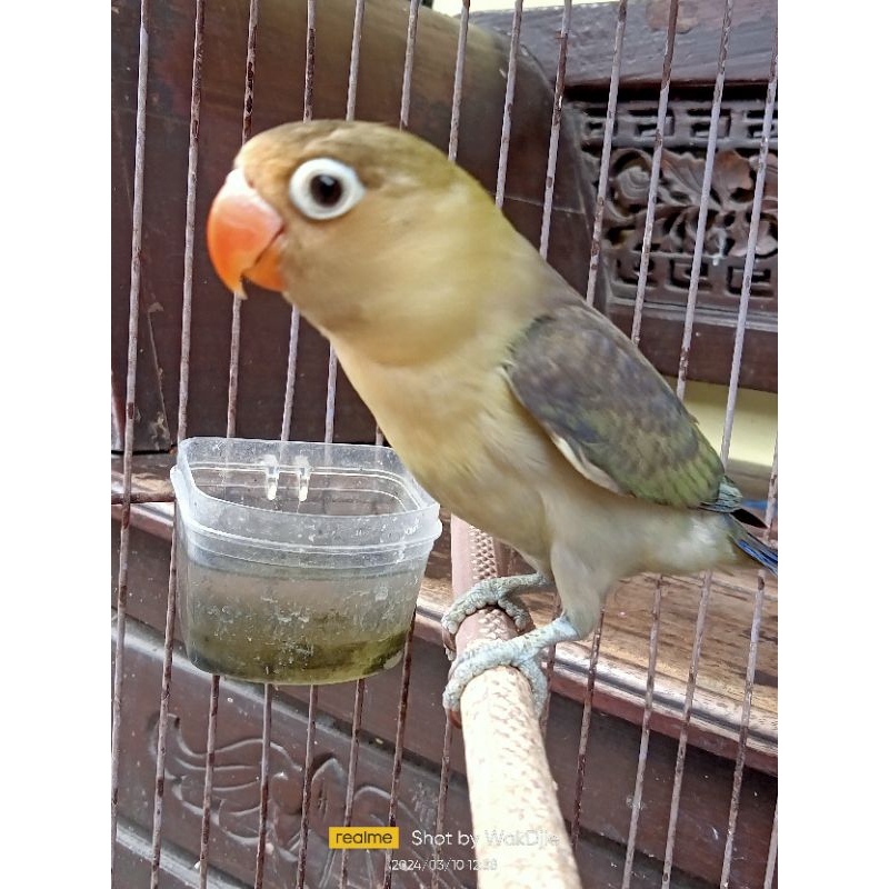 [Instan] Lovebird PB euwing mouve paud