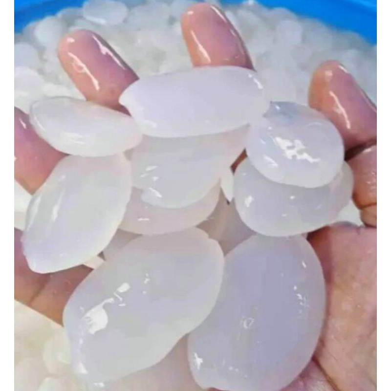 

Kolang Kaling Fresh Segar 1kg Cangkaleng Caruluk Segar