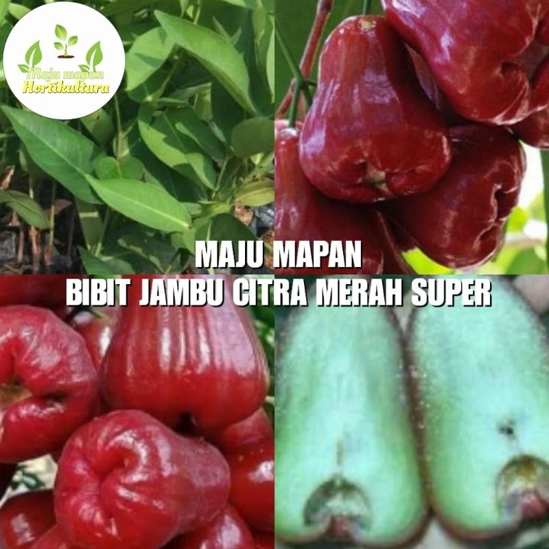 BIBIT JAMBU CITRA MERAH SUPER (ORIGINAL PRODUK)