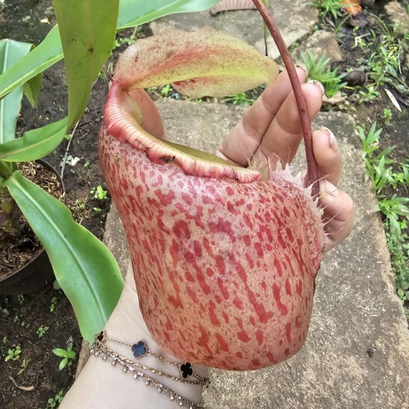 

Sibuyanensis x Merrilliana BE