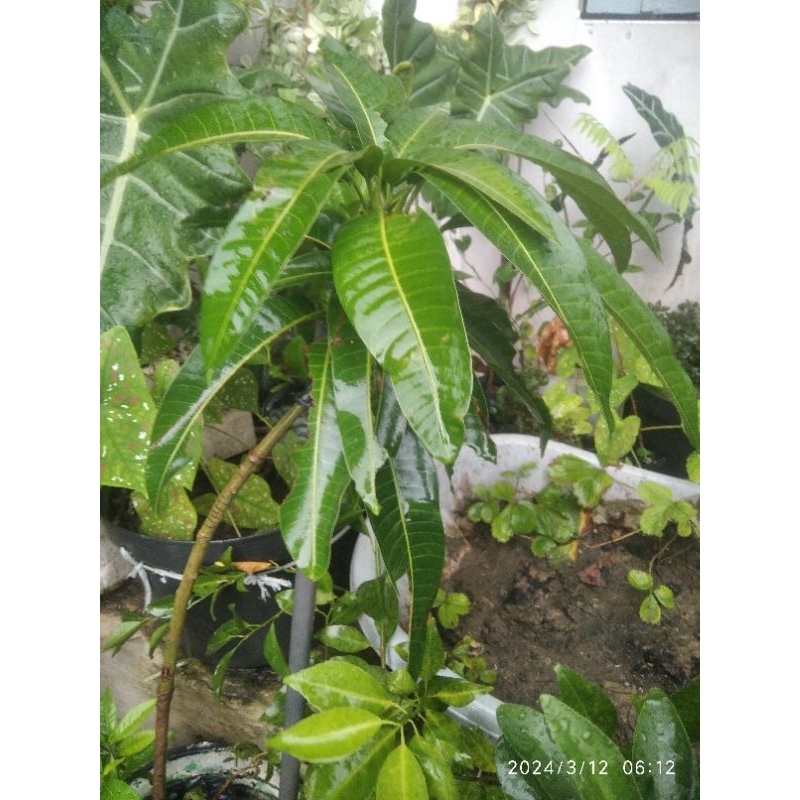 mangga gadung