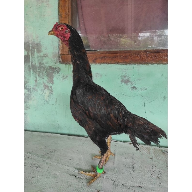 Ayam indukan Pama Bangkok biang siap kawin