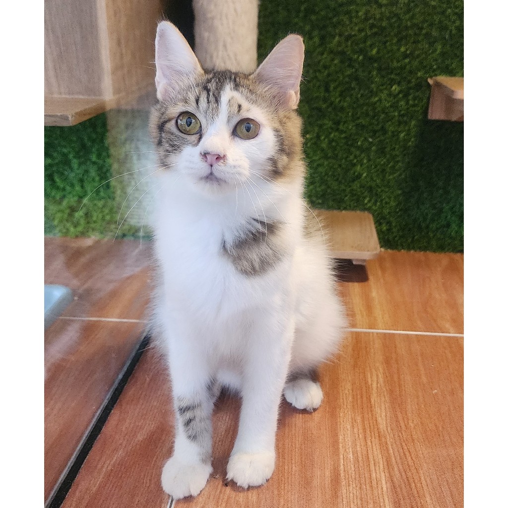 Anak kucing kitten warna marble 2