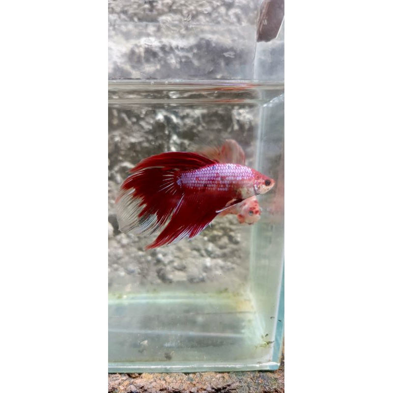 Cupang Veiltail Fancy