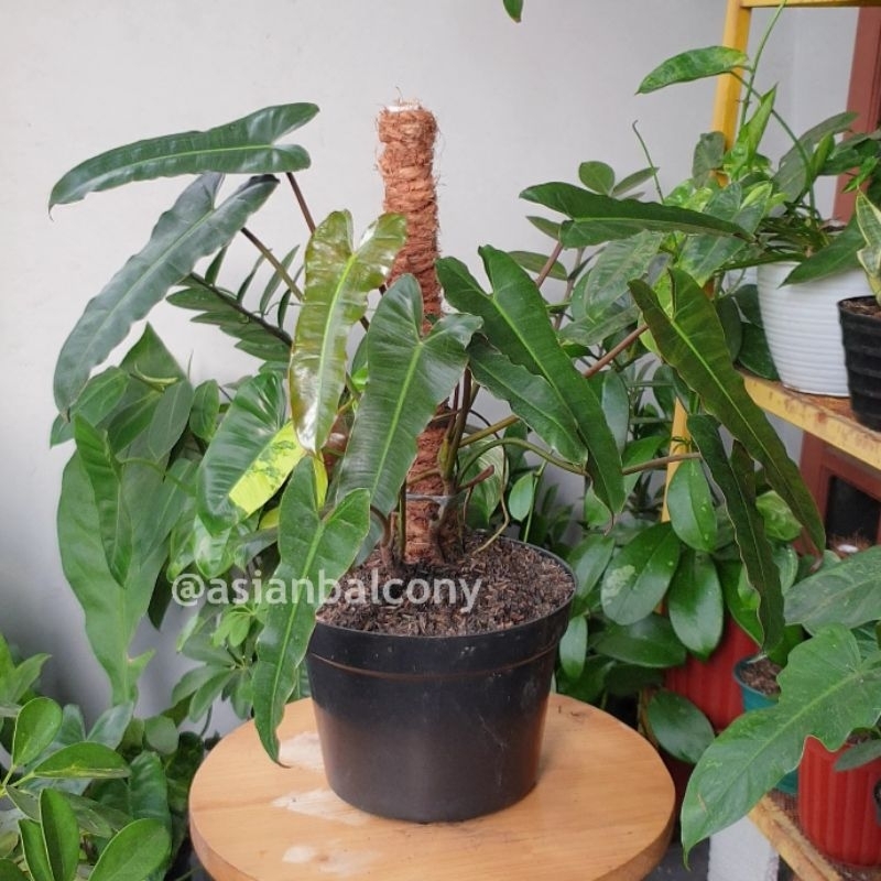 Philodendron Billietiae x Atabapoense | Tanaman hias aroid di pot