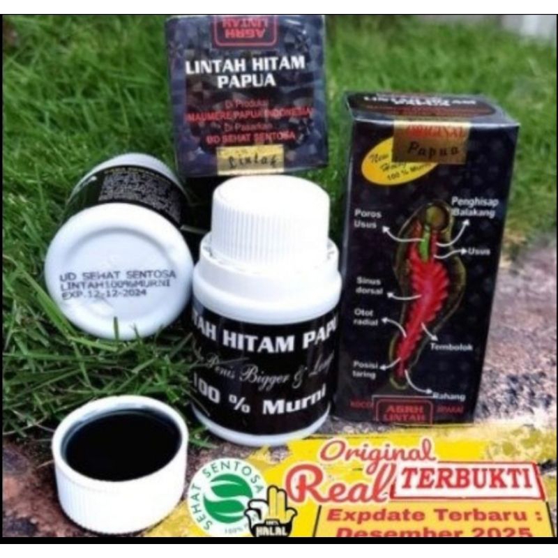 Minyak Lintah Hitam Papua