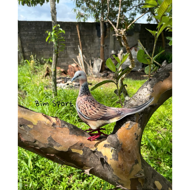 Patung Manekin Burung Tekukur Tikukur