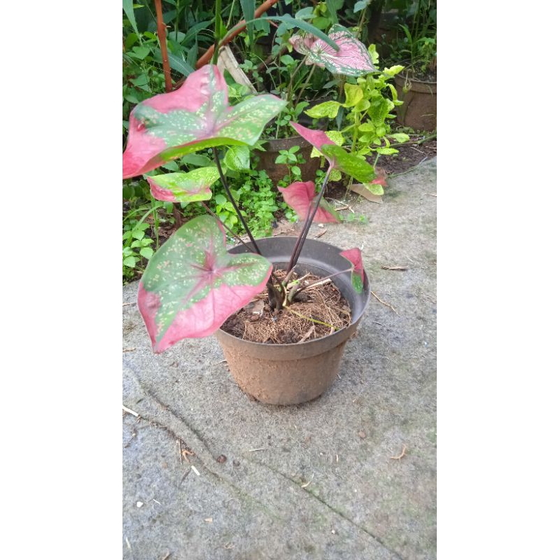 Tanaman hias keladi baret merah - pohon keladi baret red - tanaman hias keladi baret merah