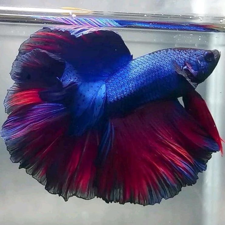 Ikan Cupang Halfmoon Rosetail Red Blue