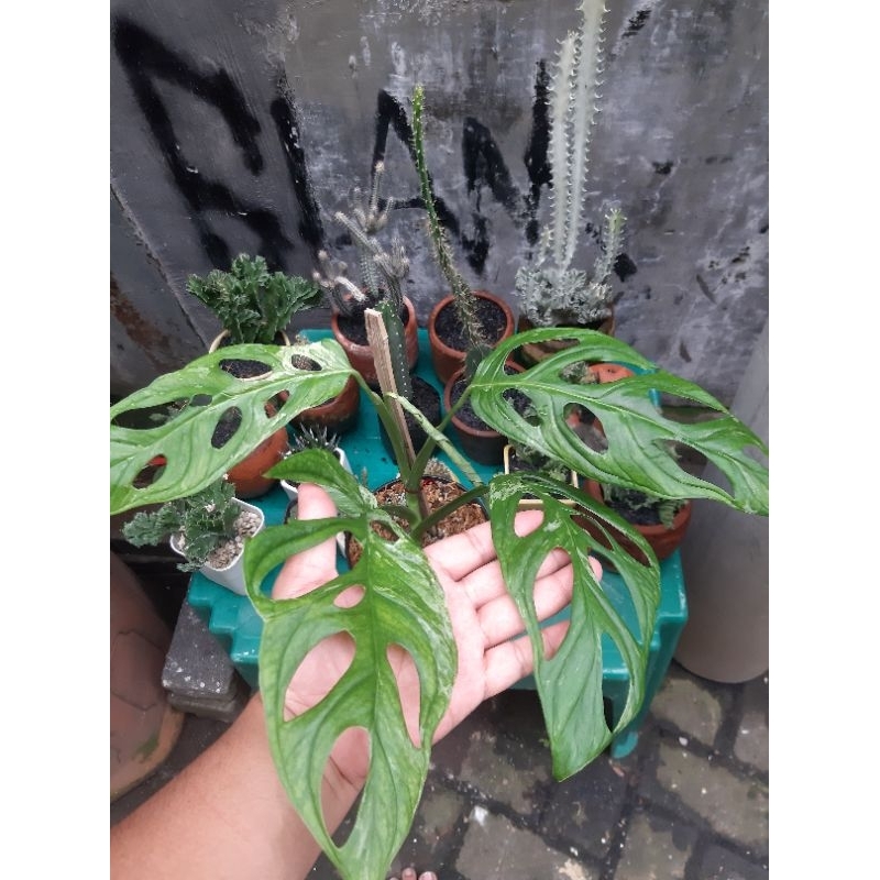 Janda bolong varigata