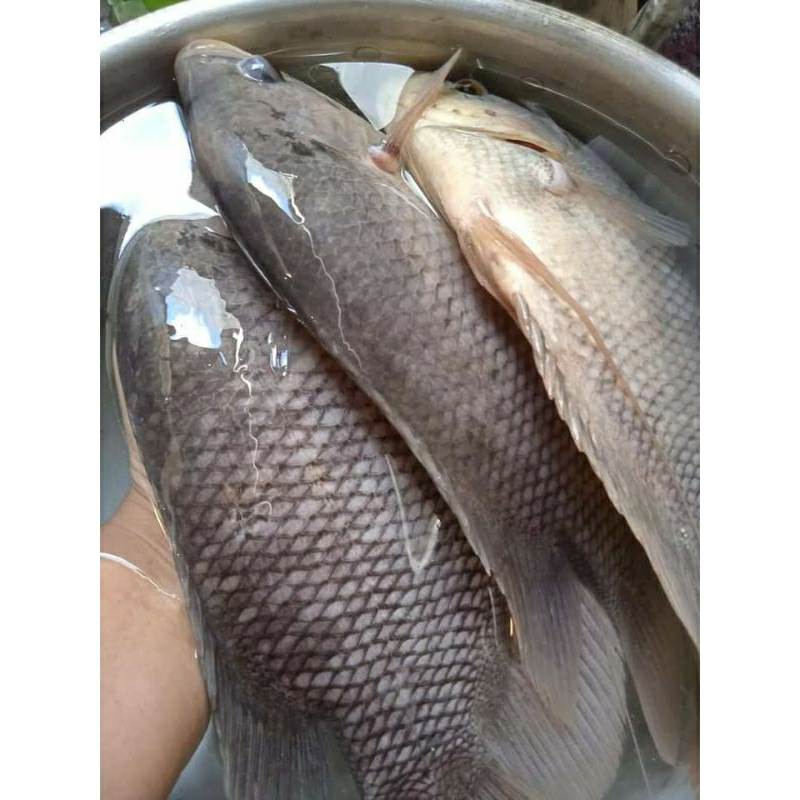 

ikan gurame 1 kg free dibersihkan