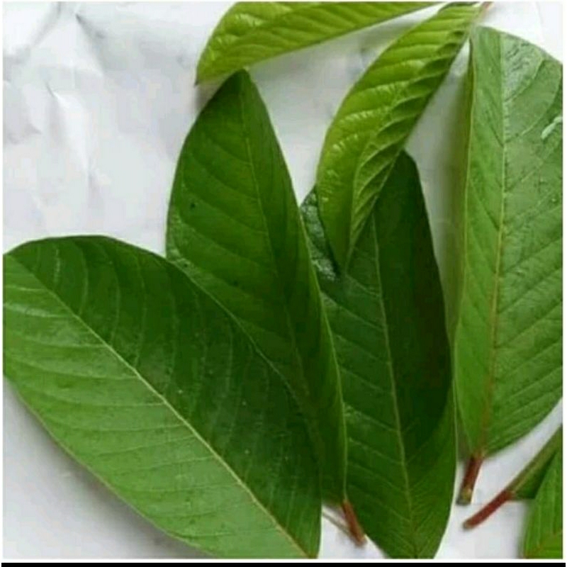 

Daun jambu biji di petik saat ada order fresh 250gr