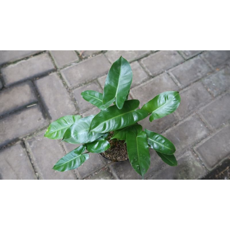 Philodendron burle marx