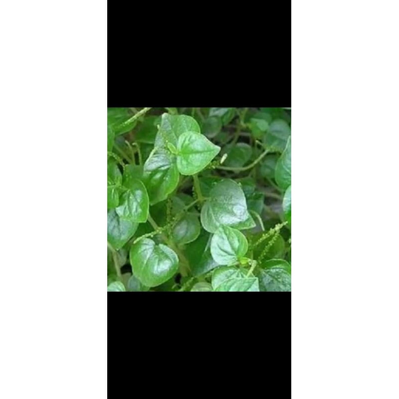

Daun sirihan 5pcs murah