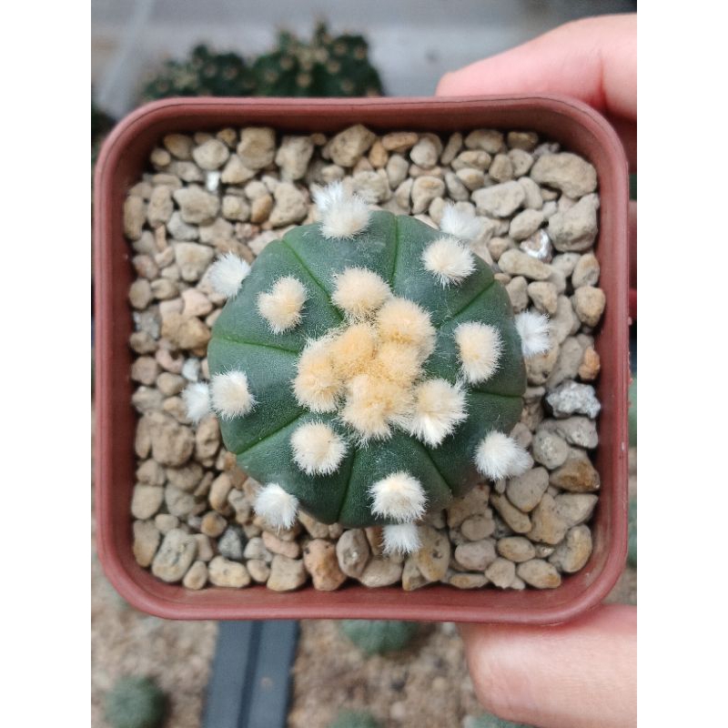 Astrophytum Ooibo | Kaktus