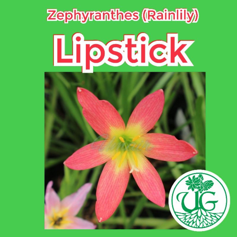 Umbi zephyranthes Lipstick( zephyranthes / Rain lily )