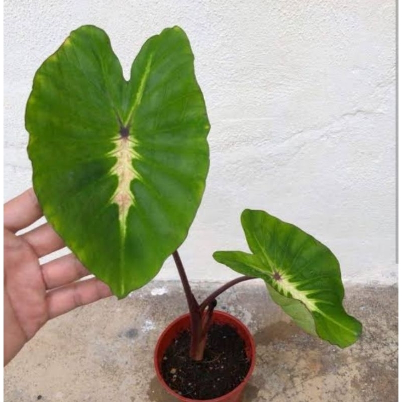 COLOCASIA WHITE LAVA~WHITE LAVA COLOCASIA