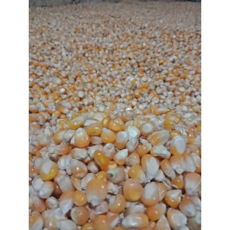 jagung kering 500 gr