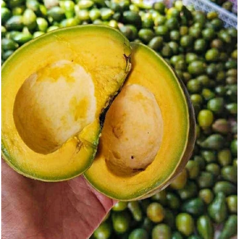 

Alpukat mentega (1kg isi 5 buah)