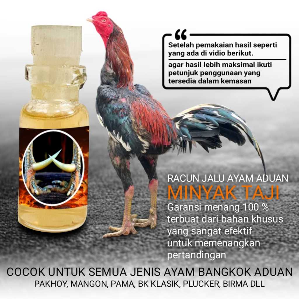 racun jalu ayam bangkok aduan minyak taji
