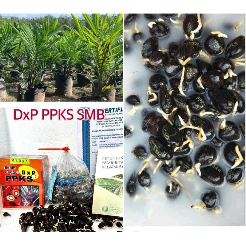 Benih Kecambah Sawit PPKS DXP SMB asli Medan produk unggul