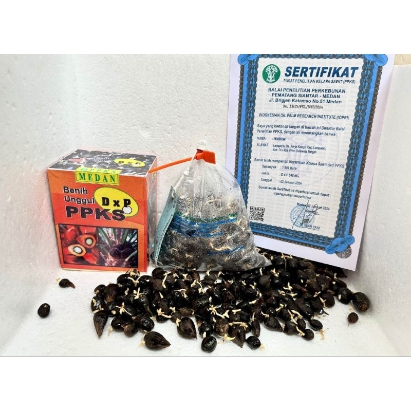 50 butir benih kecambah sawit PPKS DXP 239 BERSERTIFIKAT