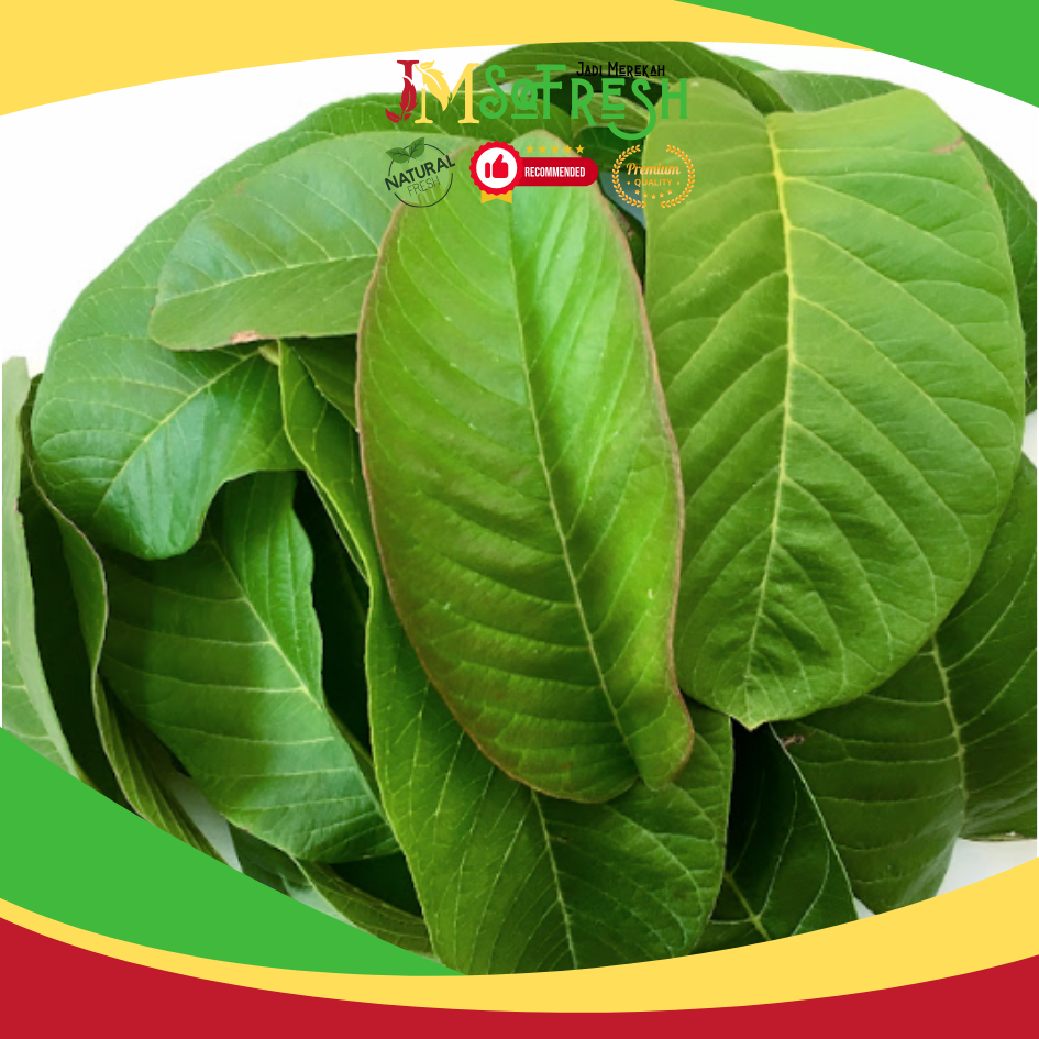 

[JM_SoFresh] 2 Lembar Daun Jambu Biji Segar / Guava Leaves Fresh Picking