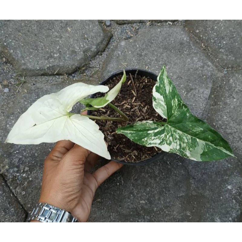 Tanaman hias sygonium varigata