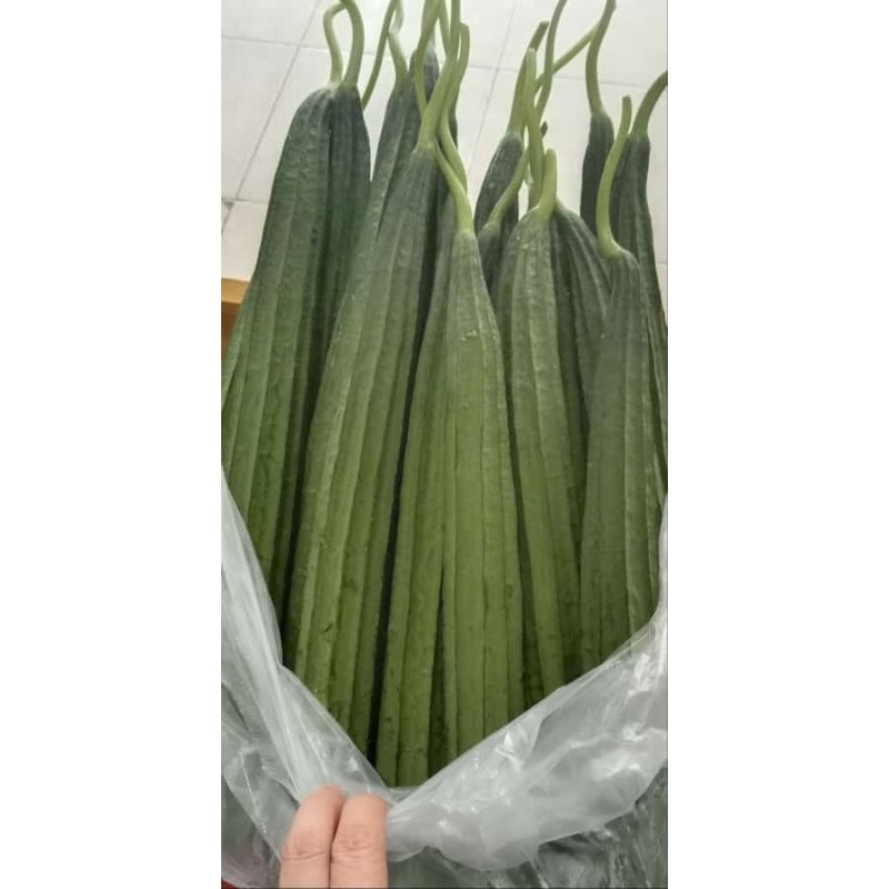 

Oyong / kesek