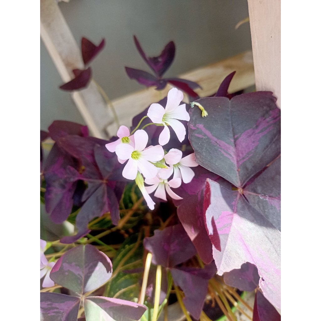 Oxalis (Ungu)