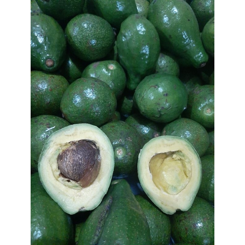 

alpukat mentega isi 5 per kg