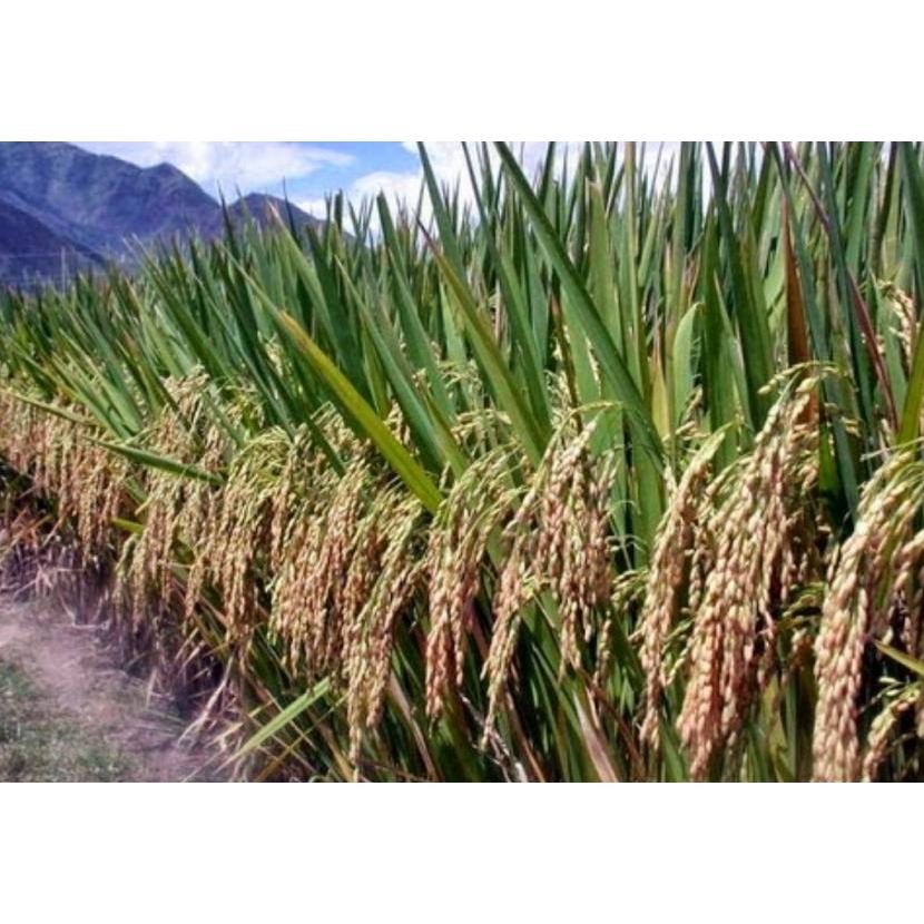 

Beras Huma / Beras Ladang