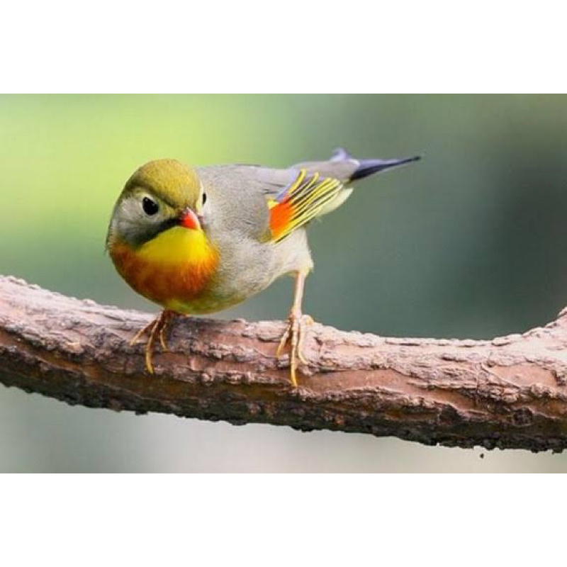 Robin jaminan jantan