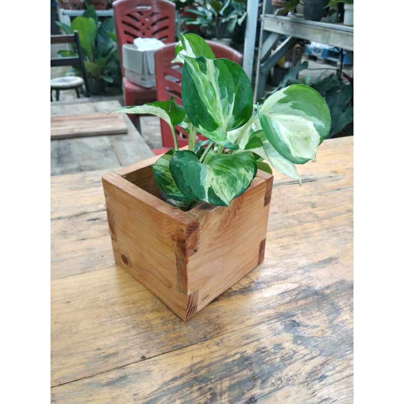 Pot Bunga Kayu Jati Belanda