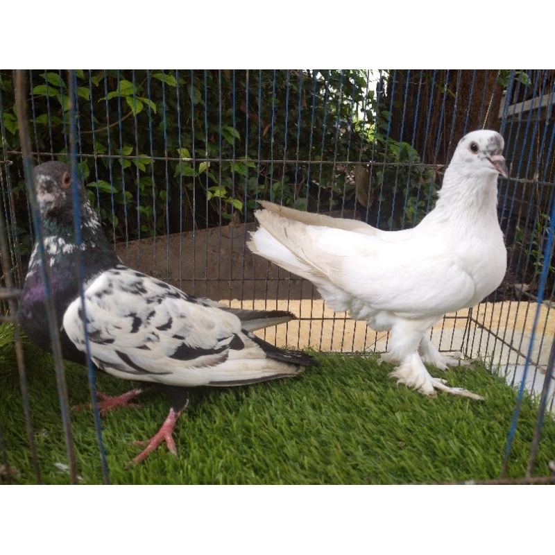 merpati Lahore dan Jawa sunggut sepasang