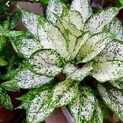 Tanaman Hias Aglaonema / aglonema Snow White Rumpunan