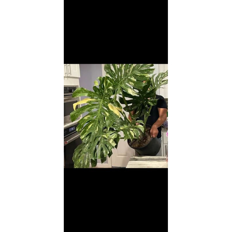 tanaman hias monthai