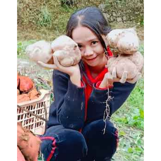 

Ubi Jalar Putih Mentah asli Bandorasa