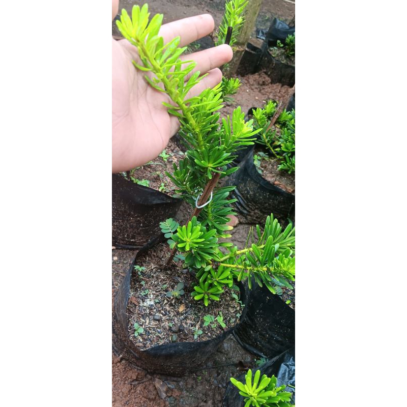 lohansung cincuan original hasil stek batang tinggi 20 sampai 30cm