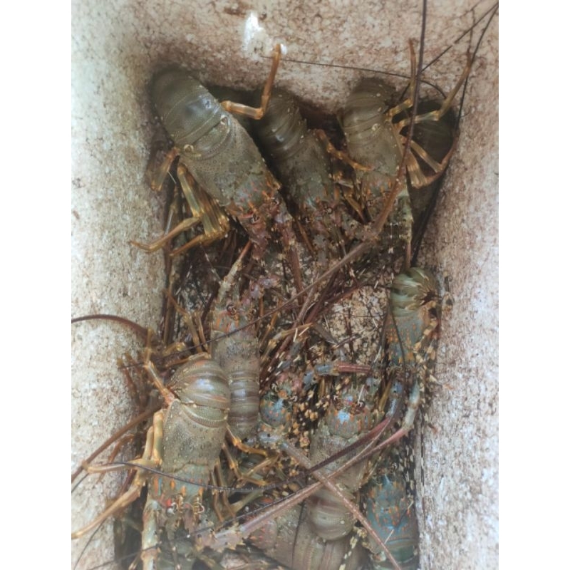 

UDANG LOBSTER LAUT