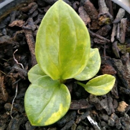 beby anturium jemani varigata mewah