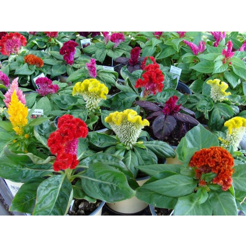 8 biji benih/bibit Bunga Celosia Cristata