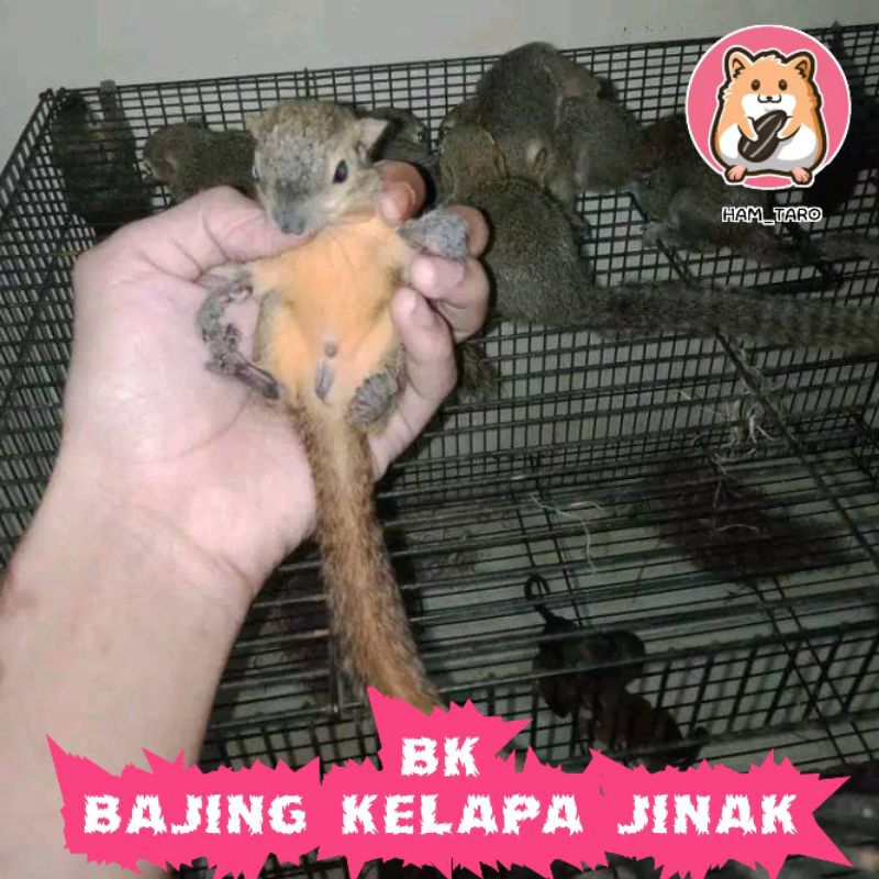 BK BAJING KELAPA / TUPAI JINAK REMAJA SEHAT KUSUS GRAB/GOJEK