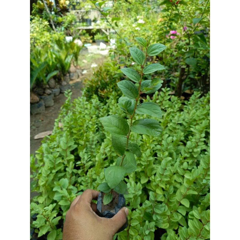 Bibit Bidara Arab Asli